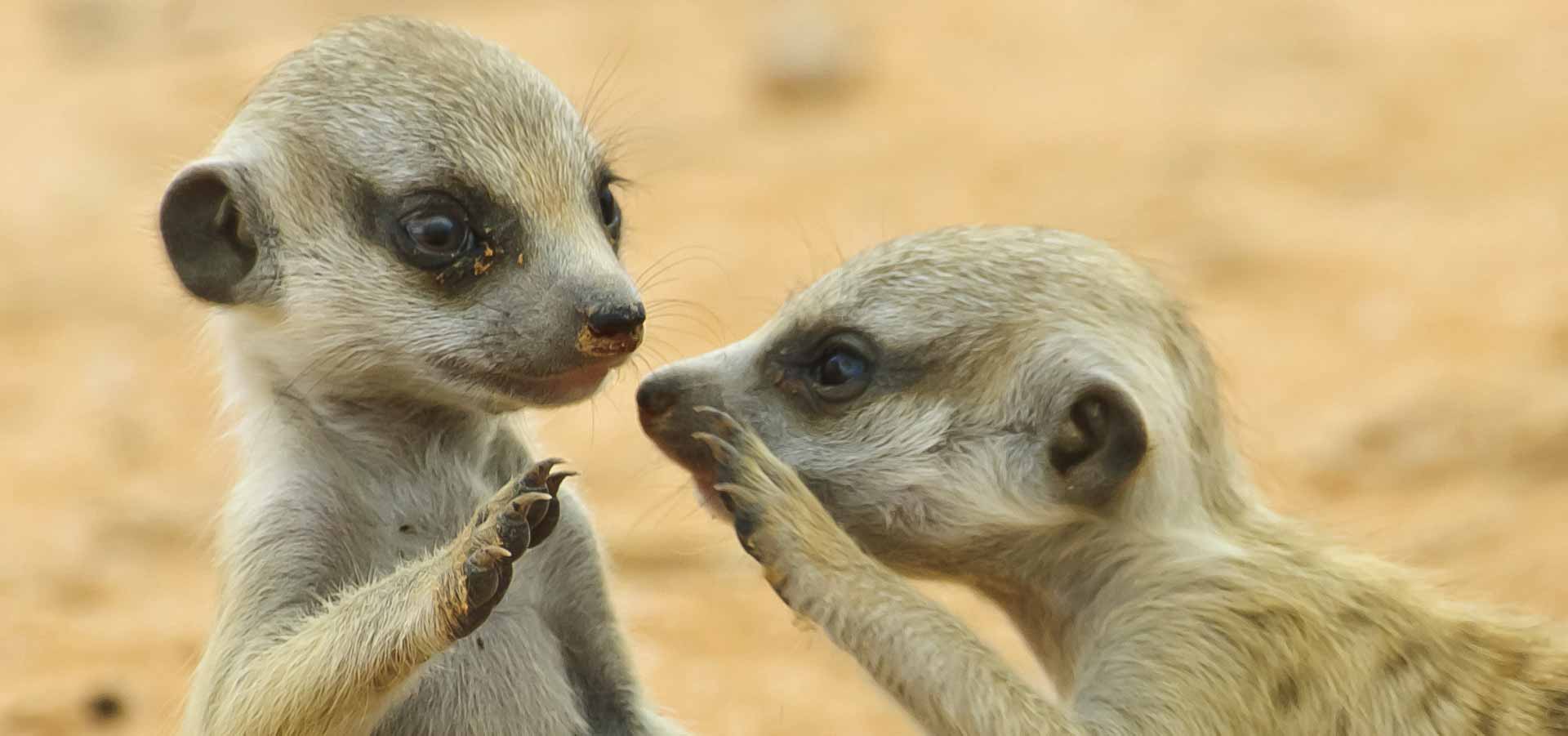 FX INTERNATIONAL – CONTACT US